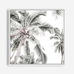 Shop Coconut Palms (Square) Photo Canvas a coastal themed photography framed stretched canvas print from The Print Emporium wall artwork collection - Buy Australian made prints for the home and your interior decor space, TPE-1017-CA-40X40-NF