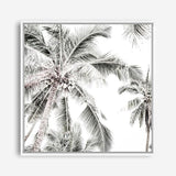 Shop Coconut Palms (Square) Photo Canvas a coastal themed photography framed stretched canvas print from The Print Emporium wall artwork collection - Buy Australian made prints for the home and your interior decor space, TPE-1017-CA-40X40-NF