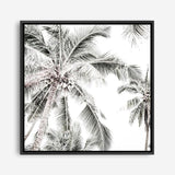 Shop Coconut Palms (Square) Photo Canvas a coastal themed photography framed stretched canvas print from The Print Emporium wall artwork collection - Buy Australian made prints for the home and your interior decor space, TPE-1017-CA-40X40-NF