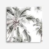 Shop Coconut Palms (Square) Photo Canvas a coastal themed photography framed stretched canvas print from The Print Emporium wall artwork collection - Buy Australian made prints for the home and your interior decor space, TPE-1017-CA-40X40-NF
