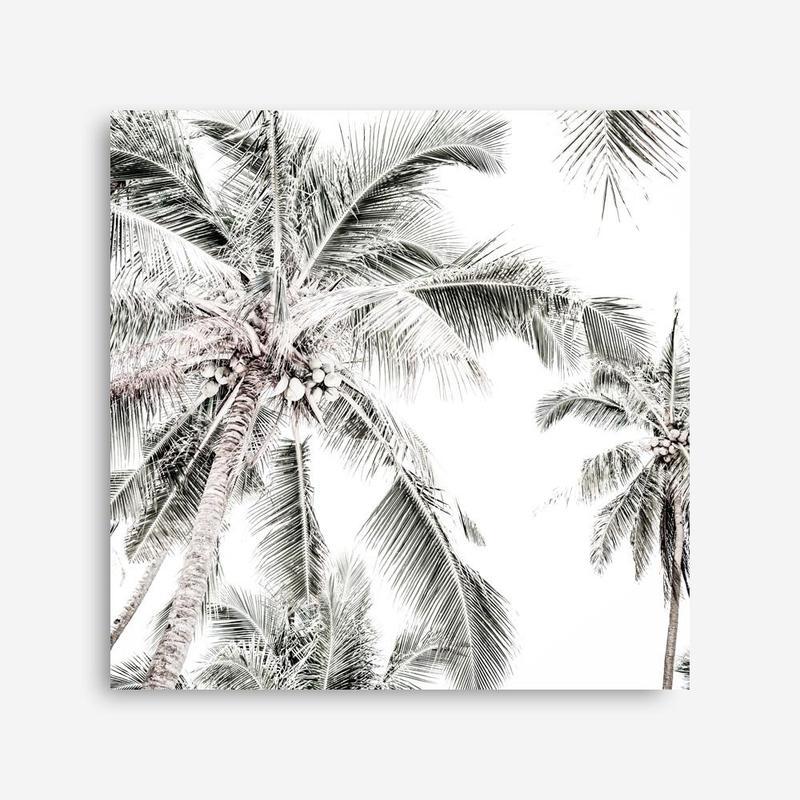 Shop Coconut Palms (Square) Photo Canvas a coastal themed photography framed stretched canvas print from The Print Emporium wall artwork collection - Buy Australian made prints for the home and your interior decor space, TPE-1017-CA-40X40-NF