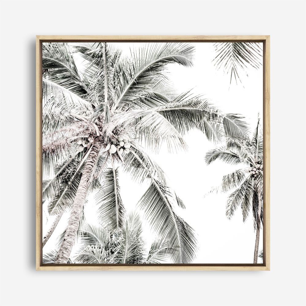 Shop Coconut Palms (Square) Photo Canvas a coastal themed photography framed stretched canvas print from The Print Emporium wall artwork collection - Buy Australian made prints for the home and your interior decor space, TPE-1017-CA-40X40-NF