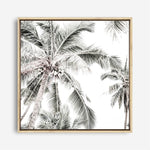 Shop Coconut Palms (Square) Photo Canvas a coastal themed photography framed stretched canvas print from The Print Emporium wall artwork collection - Buy Australian made prints for the home and your interior decor space, TPE-1017-CA-40X40-NF