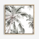 Shop Coconut Palms (Square) Photo Canvas a coastal themed photography framed stretched canvas print from The Print Emporium wall artwork collection - Buy Australian made prints for the home and your interior decor space, TPE-1017-CA-40X40-NF