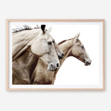 Shop Cream Horses Photo Art Print a photography wall art print from The Print Emporium wall artwork collection - Buy Australian made fine art poster and framed prints for the home and your interior decor room, TPE-116-AP