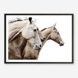 Shop Cream Horses Photo Art Print a photography wall art print from The Print Emporium wall artwork collection - Buy Australian made fine art poster and framed prints for the home and your interior decor room, TPE-116-AP