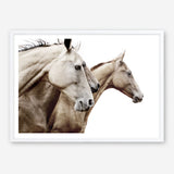 Shop Cream Horses Photo Art Print a photography wall art print from The Print Emporium wall artwork collection - Buy Australian made fine art poster and framed prints for the home and your interior decor room, TPE-116-AP