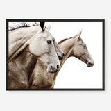 Shop Cream Horses Photo Art Print a photography wall art print from The Print Emporium wall artwork collection - Buy Australian made fine art poster and framed prints for the home and your interior decor room, TPE-116-AP