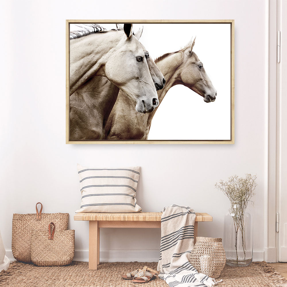 Shop Cream Horses Photo Canvas Print a photography framed stretched canvas print from The Print Emporium wall artwork collection - Buy Australian made prints for the home and your interior decor space, TPE-116-CA-35X46-NF