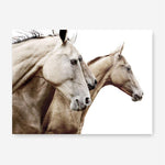 Shop Cream Horses Photo Canvas Print a photography framed stretched canvas print from The Print Emporium wall artwork collection - Buy Australian made prints for the home and your interior decor space, TPE-116-CA-35X46-NF