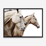Shop Cream Horses Photo Canvas Print a photography framed stretched canvas print from The Print Emporium wall artwork collection - Buy Australian made prints for the home and your interior decor space, TPE-116-CA-35X46-NF