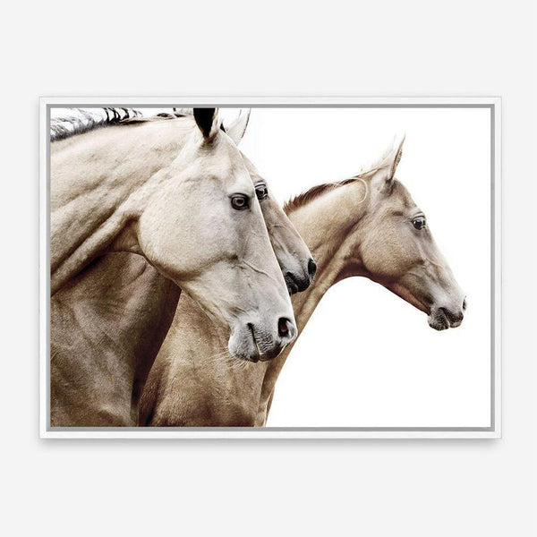 Shop Cream Horses Photo Canvas Print a photography framed stretched canvas print from The Print Emporium wall artwork collection - Buy Australian made prints for the home and your interior decor space, TPE-116-CA-35X46-NF