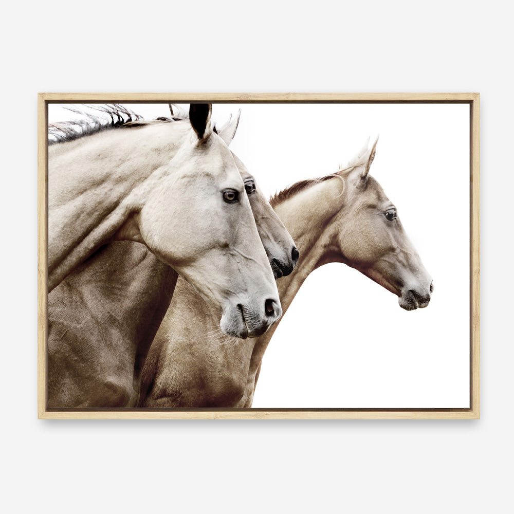 Shop Cream Horses Photo Canvas Print a photography framed stretched canvas print from The Print Emporium wall artwork collection - Buy Australian made prints for the home and your interior decor space, TPE-116-CA-35X46-NF