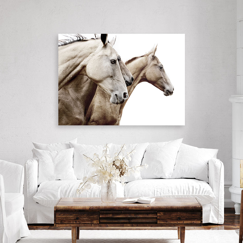 Shop Cream Horses Photo Canvas Print a photography framed stretched canvas print from The Print Emporium wall artwork collection - Buy Australian made prints for the home and your interior decor space, TPE-116-CA-35X46-NF