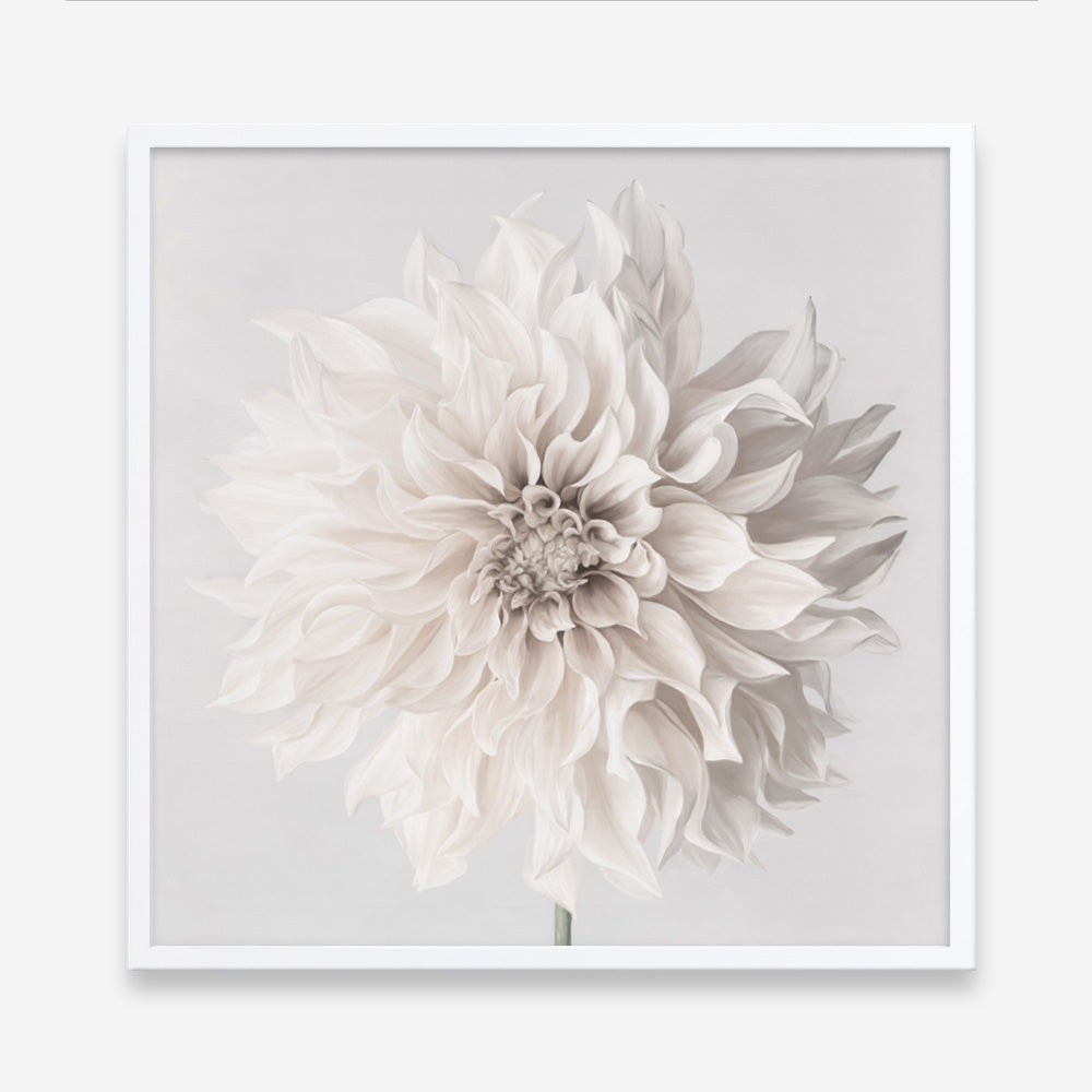 Shop Cream White Dahlia Flower (Square) Art Print a floral themed painted wall art print from The Print Emporium wall artwork collection - Buy Australian made fine art painting style poster and framed prints for the home and your interior decor room, TPE-432-AP