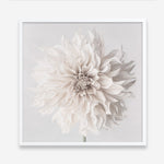 Shop Cream White Dahlia Flower (Square) Art Print a floral themed painted wall art print from The Print Emporium wall artwork collection - Buy Australian made fine art painting style poster and framed prints for the home and your interior decor room, TPE-432-AP