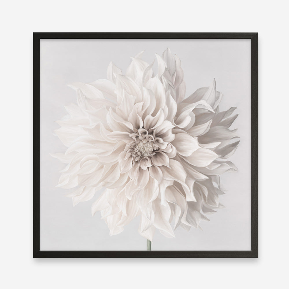 Shop Cream White Dahlia Flower (Square) Art Print a floral themed painted wall art print from The Print Emporium wall artwork collection - Buy Australian made fine art painting style poster and framed prints for the home and your interior decor room, TPE-432-AP