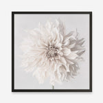 Shop Cream White Dahlia Flower (Square) Art Print a floral themed painted wall art print from The Print Emporium wall artwork collection - Buy Australian made fine art painting style poster and framed prints for the home and your interior decor room, TPE-432-AP