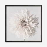 Shop Cream White Dahlia Flower (Square) Art Print a floral themed painted wall art print from The Print Emporium wall artwork collection - Buy Australian made fine art painting style poster and framed prints for the home and your interior decor room, TPE-432-AP