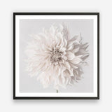 Shop Cream White Dahlia Flower (Square) Art Print a floral themed painted wall art print from The Print Emporium wall artwork collection - Buy Australian made fine art painting style poster and framed prints for the home and your interior decor room, TPE-432-AP