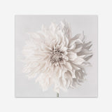Shop Cream White Dahlia Flower (Square) Art Print a floral themed painted wall art print from The Print Emporium wall artwork collection - Buy Australian made fine art painting style poster and framed prints for the home and your interior decor room, TPE-432-AP