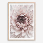 Shop Divine Dahlia II Art Print a floral themed painted wall art print from The Print Emporium wall artwork collection - Buy Australian made fine art painting style poster and framed prints for the home and your interior decor room, TPE-491-AP