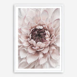 Shop Divine Dahlia II Art Print a floral themed painted wall art print from The Print Emporium wall artwork collection - Buy Australian made fine art painting style poster and framed prints for the home and your interior decor room, TPE-491-AP