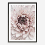 Shop Divine Dahlia II Art Print a floral themed painted wall art print from The Print Emporium wall artwork collection - Buy Australian made fine art painting style poster and framed prints for the home and your interior decor room, TPE-491-AP
