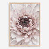 Shop Divine Dahlia II Art Print a floral themed painted wall art print from The Print Emporium wall artwork collection - Buy Australian made fine art painting style poster and framed prints for the home and your interior decor room, TPE-491-AP