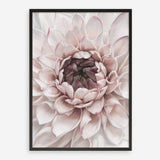 Shop Divine Dahlia II Art Print a floral themed painted wall art print from The Print Emporium wall artwork collection - Buy Australian made fine art painting style poster and framed prints for the home and your interior decor room, TPE-491-AP