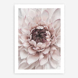 Shop Divine Dahlia II Art Print a floral themed painted wall art print from The Print Emporium wall artwork collection - Buy Australian made fine art painting style poster and framed prints for the home and your interior decor room, TPE-491-AP