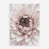Shop Divine Dahlia II Art Print a floral themed painted wall art print from The Print Emporium wall artwork collection - Buy Australian made fine art painting style poster and framed prints for the home and your interior decor room, TPE-491-AP