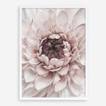 Shop Divine Dahlia II Art Print a floral themed painted wall art print from The Print Emporium wall artwork collection - Buy Australian made fine art painting style poster and framed prints for the home and your interior decor room, TPE-491-AP