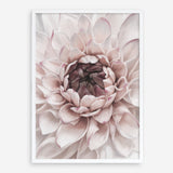 Shop Divine Dahlia II Art Print a floral themed painted wall art print from The Print Emporium wall artwork collection - Buy Australian made fine art painting style poster and framed prints for the home and your interior decor room, TPE-491-AP