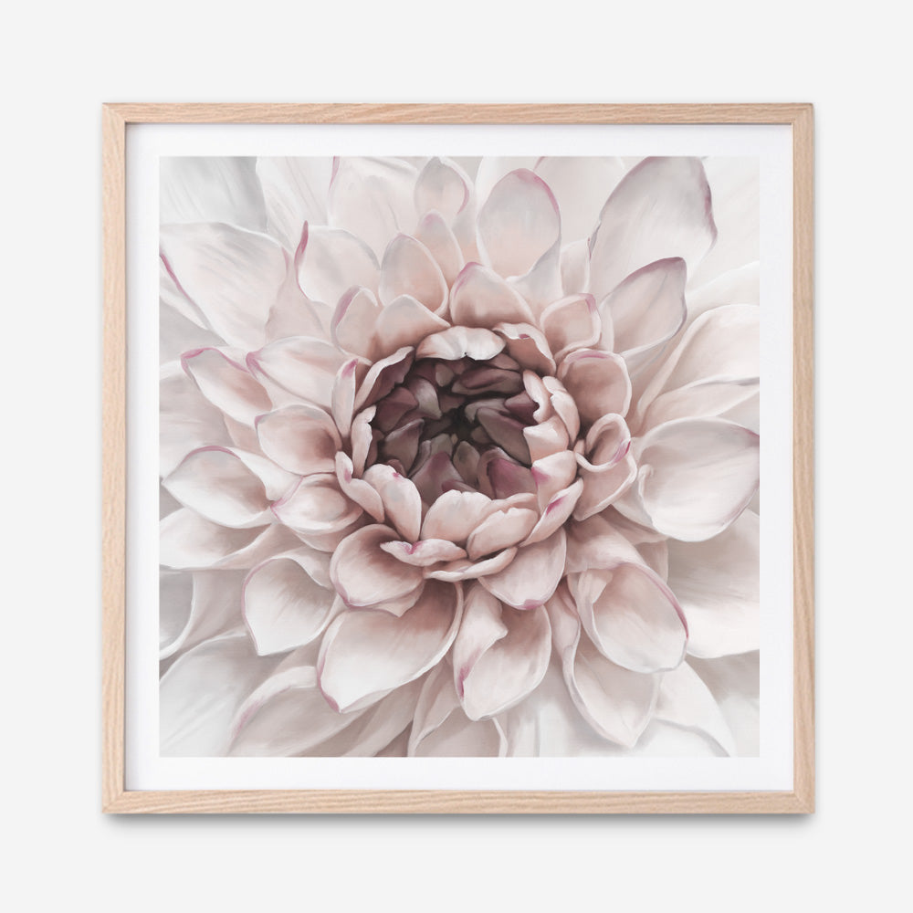 Shop Divine Dahlia II (Square) Art Print a floral themed painted wall art print from The Print Emporium wall artwork collection - Buy Australian made fine art painting style poster and framed prints for the home and your interior decor room, TPE-492-AP
