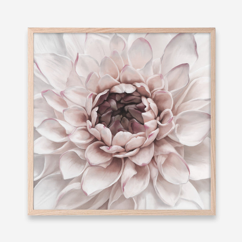 Shop Divine Dahlia II (Square) Art Print a floral themed painted wall art print from The Print Emporium wall artwork collection - Buy Australian made fine art painting style poster and framed prints for the home and your interior decor room, TPE-492-AP