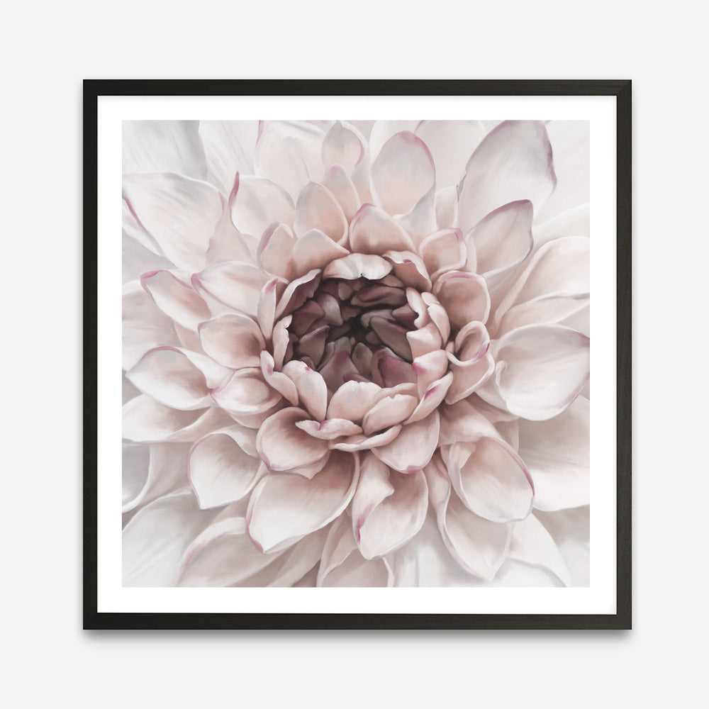 Shop Divine Dahlia II (Square) Art Print a floral themed painted wall art print from The Print Emporium wall artwork collection - Buy Australian made fine art painting style poster and framed prints for the home and your interior decor room, TPE-492-AP