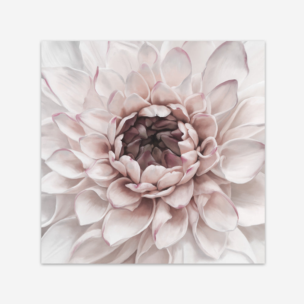 Shop Divine Dahlia II (Square) Art Print a floral themed painted wall art print from The Print Emporium wall artwork collection - Buy Australian made fine art painting style poster and framed prints for the home and your interior decor room, TPE-492-AP