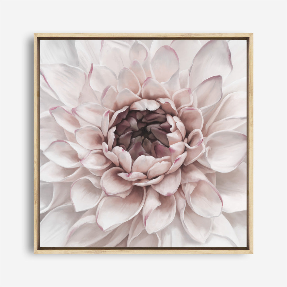 Shop Divine Dahlia II (Square) Canvas Print a floral themed painted framed canvas wall art print from The Print Emporium artwork collection - Buy Australian made fine art painting style stretched canvas prints for the home and your interior decor space, TPE-492-CA-40X40-NF
