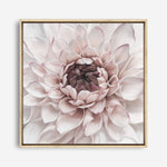 Shop Divine Dahlia II (Square) Canvas Print a floral themed painted framed canvas wall art print from The Print Emporium artwork collection - Buy Australian made fine art painting style stretched canvas prints for the home and your interior decor space, TPE-492-CA-40X40-NF