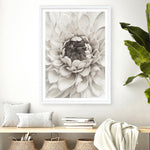 Shop Divine Dahlia III Art Print a floral themed painted wall art print from The Print Emporium wall artwork collection - Buy Australian made fine art painting style poster and framed prints for the home and your interior decor room, TPE-494-AP