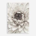 Shop Divine Dahlia III Art Print a floral themed painted wall art print from The Print Emporium wall artwork collection - Buy Australian made fine art painting style poster and framed prints for the home and your interior decor room, TPE-494-AP