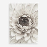 Shop Divine Dahlia III Art Print a floral themed painted wall art print from The Print Emporium wall artwork collection - Buy Australian made fine art painting style poster and framed prints for the home and your interior decor room, TPE-494-AP