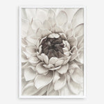 Shop Divine Dahlia III Art Print a floral themed painted wall art print from The Print Emporium wall artwork collection - Buy Australian made fine art painting style poster and framed prints for the home and your interior decor room, TPE-494-AP