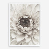 Shop Divine Dahlia III Art Print a floral themed painted wall art print from The Print Emporium wall artwork collection - Buy Australian made fine art painting style poster and framed prints for the home and your interior decor room, TPE-494-AP