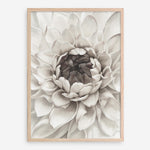 Shop Divine Dahlia III Art Print a floral themed painted wall art print from The Print Emporium wall artwork collection - Buy Australian made fine art painting style poster and framed prints for the home and your interior decor room, TPE-494-AP