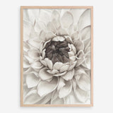 Shop Divine Dahlia III Art Print a floral themed painted wall art print from The Print Emporium wall artwork collection - Buy Australian made fine art painting style poster and framed prints for the home and your interior decor room, TPE-494-AP