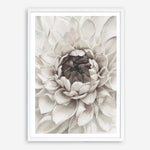 Shop Divine Dahlia III Art Print a floral themed painted wall art print from The Print Emporium wall artwork collection - Buy Australian made fine art painting style poster and framed prints for the home and your interior decor room, TPE-494-AP