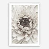 Shop Divine Dahlia III Art Print a floral themed painted wall art print from The Print Emporium wall artwork collection - Buy Australian made fine art painting style poster and framed prints for the home and your interior decor room, TPE-494-AP