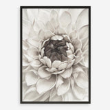 Shop Divine Dahlia III Art Print a floral themed painted wall art print from The Print Emporium wall artwork collection - Buy Australian made fine art painting style poster and framed prints for the home and your interior decor room, TPE-494-AP